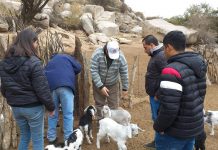 Malanzán: Promueven el desarrollo caprino en el Departamento