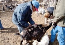 Malanzán: Capacitación sobre vacunación caprina