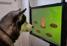 Videojuegos para perros que ayudan a prevenir la demencia