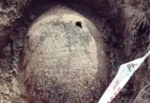 Increíble: encuentran en Mar del Plata fósiles de un gliptodonte “del tamaño de un Fiat 600”