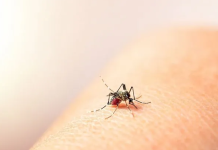 Son más de 56 mil los casos de dengue y más de 1.200 los chikungunya en todo el país