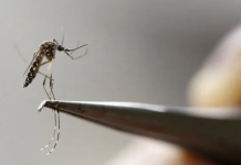 Mendoza: confirman el primer caso autóctono de dengue