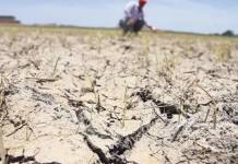 Declararon emergencia agropecuaria en Jujuy, Neuquén y Salta