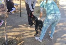 Chepes: Se realizó la primera jornada de vacunación animal y EcoCanje