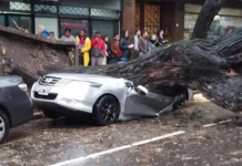Chacarita: un árbol cayó por el temporal y aplastó un auto