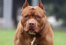 Rosario: un pitbull atacó a cinco personas y fue baleado