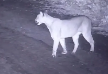 Canning: un puma fue visto cerca de un country