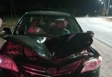 Chepes: Conocido abogado de nuestra ciudad sufrió accidente con animales sueltos en la ruta
