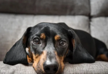 Inédito fallo en Corrientes: dictan un régimen de visitas para un perro salchicha