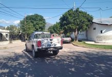 Capital: Un obrero fue atacado por un enjambre de abejas y terminó inconsciente