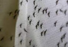 Chepes: Hay preocupación por la proliferación de mosquitos
