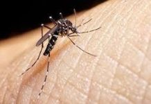 Chepes: En cuatros días, se sumaron once casos positivos más de Dengue