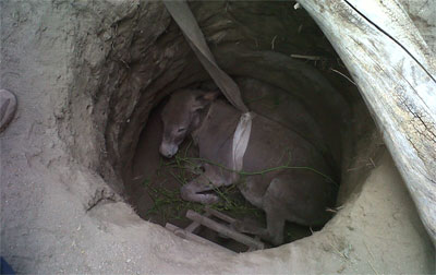 rescateburro02