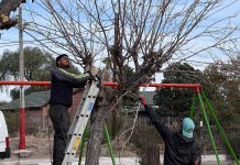 Malanzán: Comenzó la poda de árboles en zonas urbanas