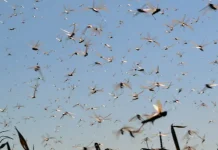 Registran impresionante invasión de langostas en Córdoba: todo lo que hay que saber