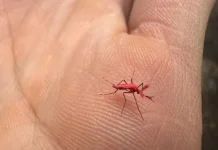 Liberan mosquitos rojos para combatir al dengue: cómo es la técnica de prevención
