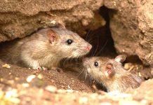Alerta hantavirus: una mujer murió y hay 24 personas aisladas