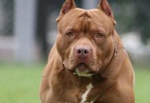 Un niño de 9 meses esta grave tras ser atacado por un perro pitbull