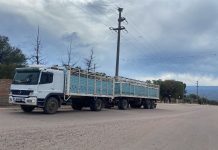 El Portezuelo: Interceptan camión con animales vacunos con documentación adulterada