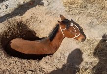 Ulapes: Rescataron a caballo que cayó en un pozo negro