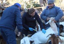 Malanzán: Jornada productiva y sanitaria en la Sierra de Tuaní