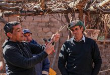 Malanzán: Capacitación en Poda e injerto en las Sierras de Tuaní