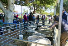 Malanzán: El Departamento J. F. Q. deslumbró en la 2.ª Expo Agroganadera de Aimogasta