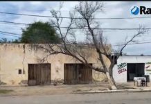 Chepes: Un árbol seco y en riesgo de caída Amenaza a los vecinos de la ciudad